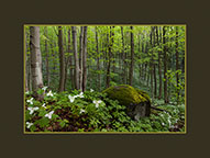 Mossy Rock in the Trilliums